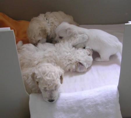 29. den po prvním stříhání